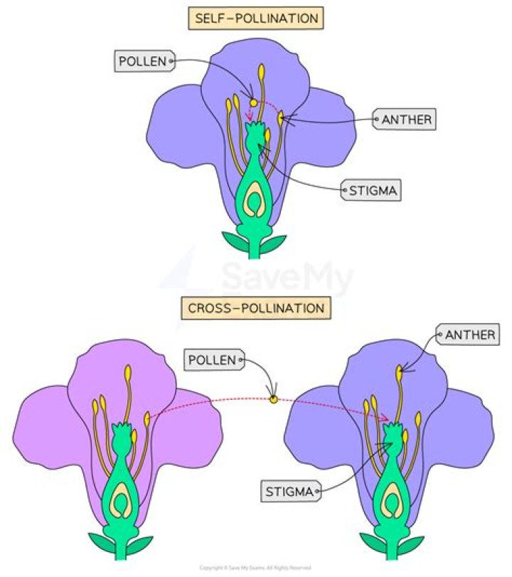 What is it called when a younger girl goes for an older man?