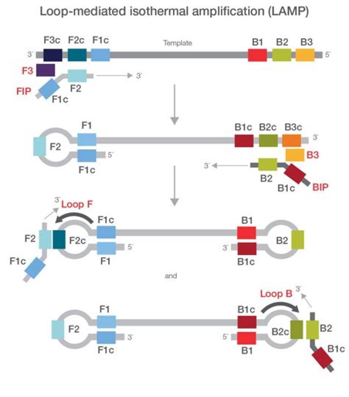 What is loop mediated isothermal amplification used for?