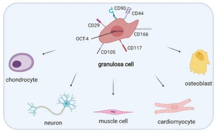 What is Luteinization of granulosa cells?