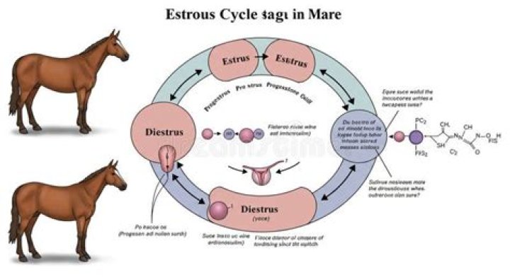 What is meant by oestrous cycle?