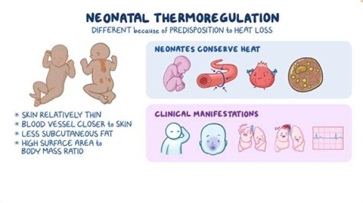What is neonatal thermoregulation?
