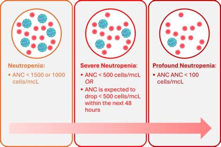 What is normal ANC level?