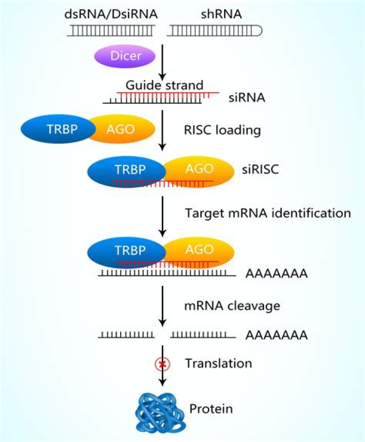 What is on-TARGETplus siRNA?