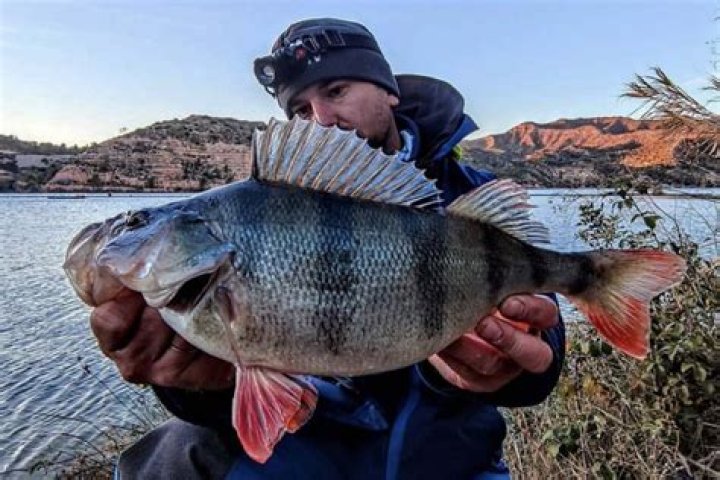 What is perch diameter?