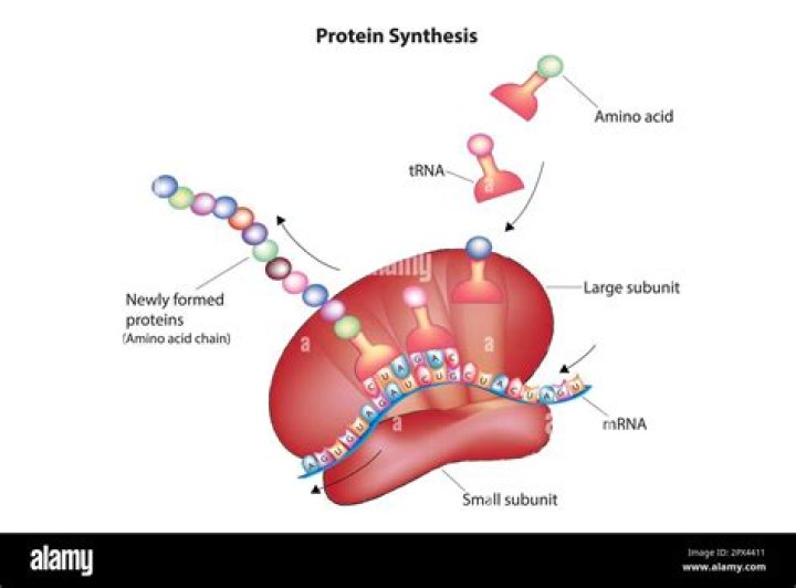What is protein synthesis explain with diagram?
