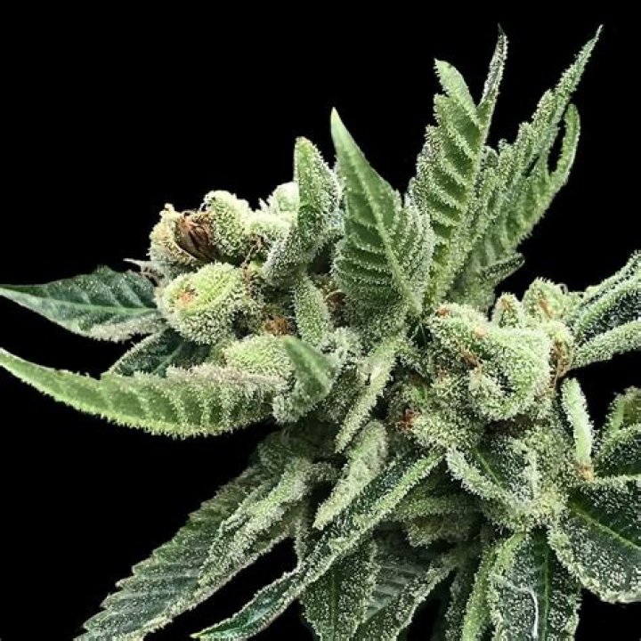 What is Raskal OG strain?