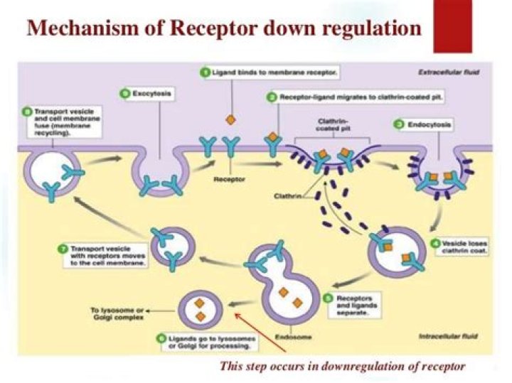 What is receptor down-regulation?