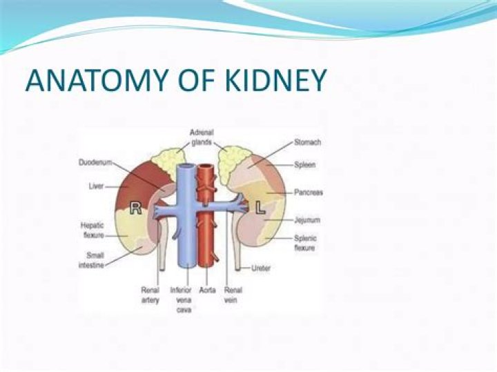 What is the anatomy and physiology of the renal system?