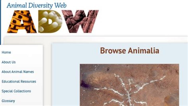What is the Animal Diversity Web?