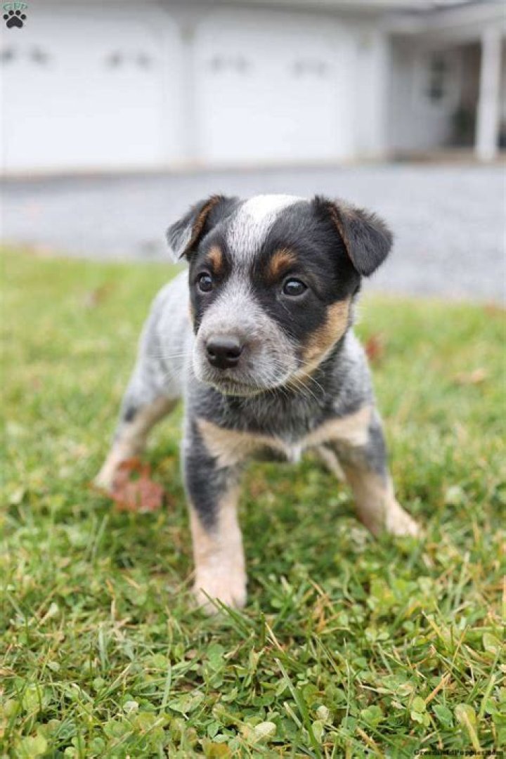 What is the average price for a Blue Heeler puppy?