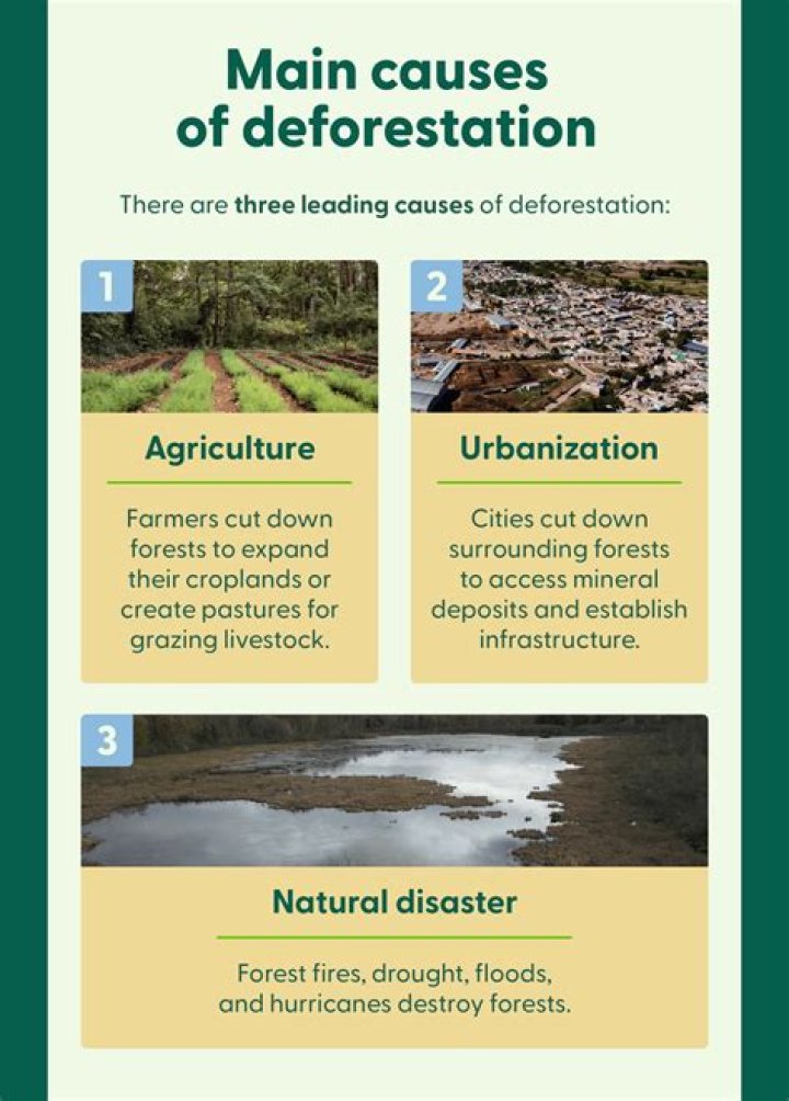 What is the background of deforestation?