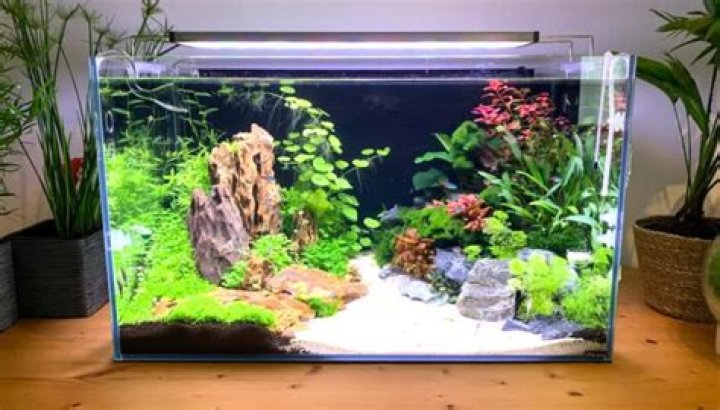 What is the best small tropical fish tank?