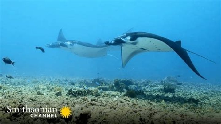 What is the best time to see manta rays in Hawaii?