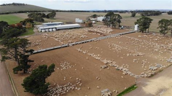 What is the biggest feedlot in Australia?