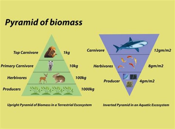 What is the biomass of a grassland?