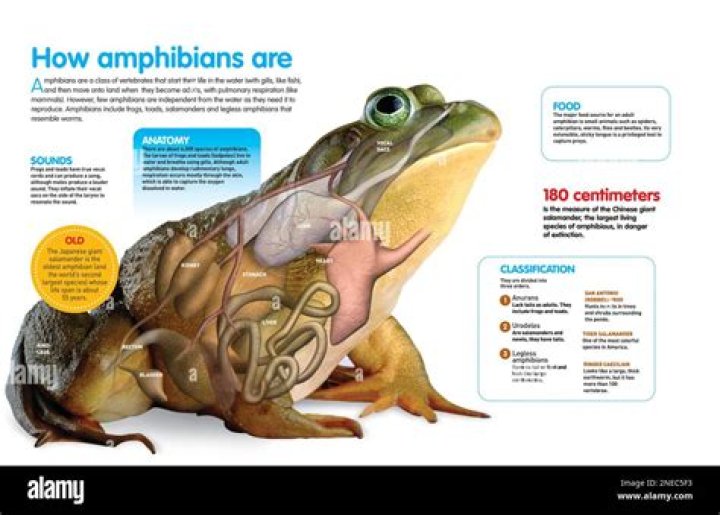 What is the body of amphibians like?