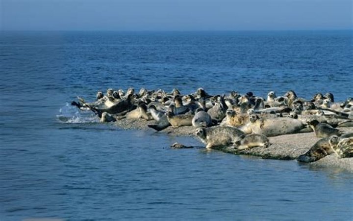 What is the Caspian Sea feeder?