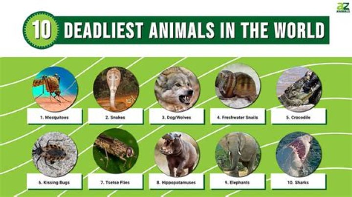 What is the deadliest animal on earth?