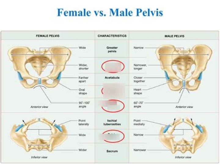 What is the difference between the pelvic girdle of males and females?