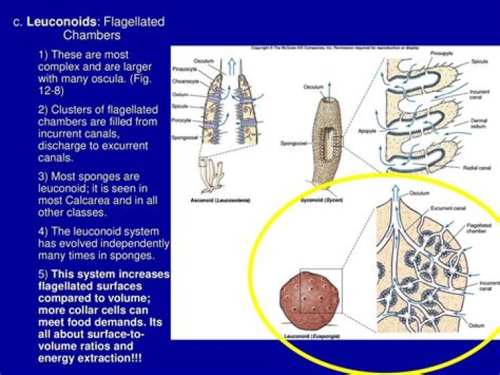 What is the function of flagellated chamber?