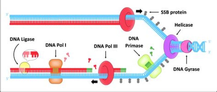 What is the function of helicase and primase?