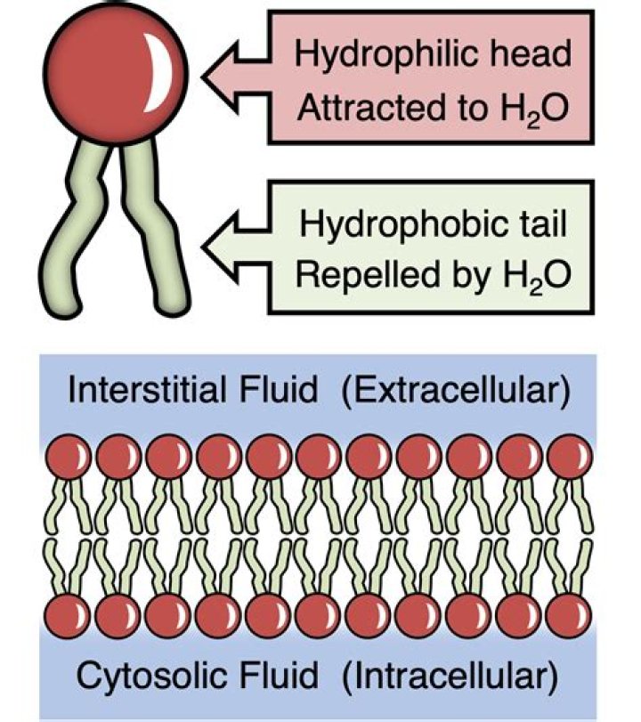 What is the hydrophobic effect in proteins?