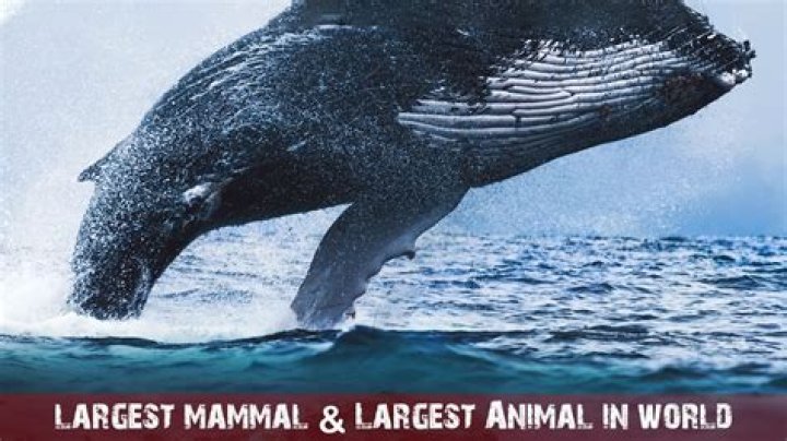 What is the largest family of mammals?