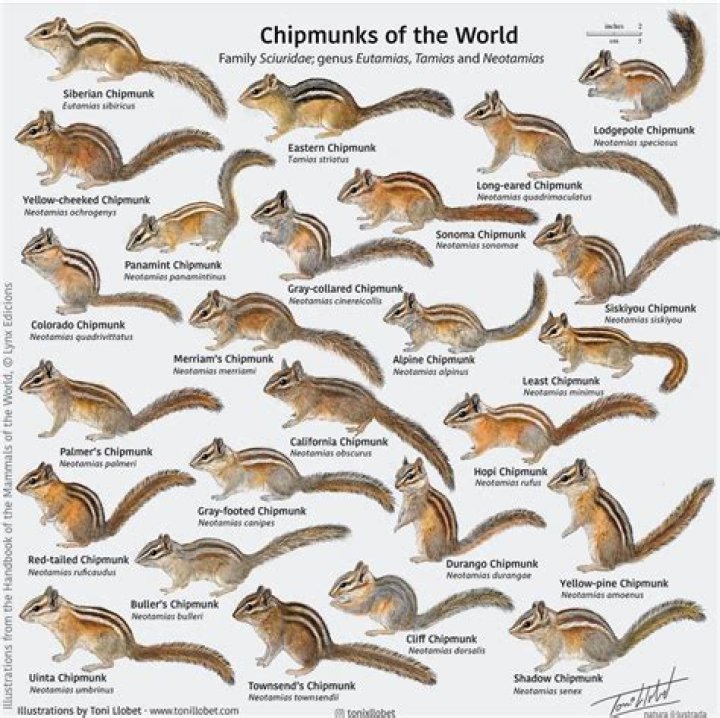 What is the least chipmunk ecosystem?