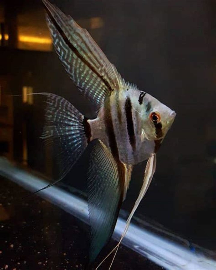 What is the most aggressive angelfish?