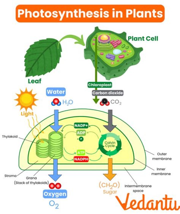 What is the product of photosynthesis and what is its byproduct?
