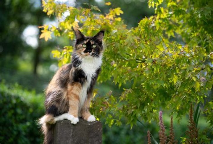 What is the rarest Maine Coon color?