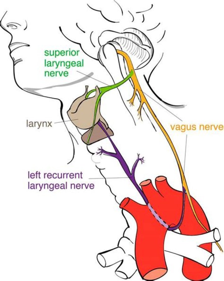 What is the recurrent laryngeal nerve?