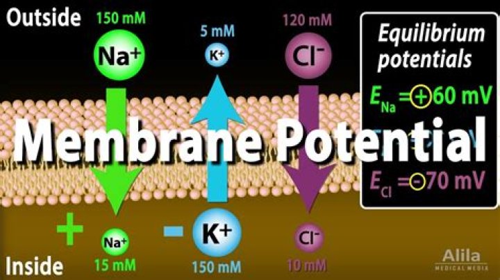 What is the reversal potential of chloride?