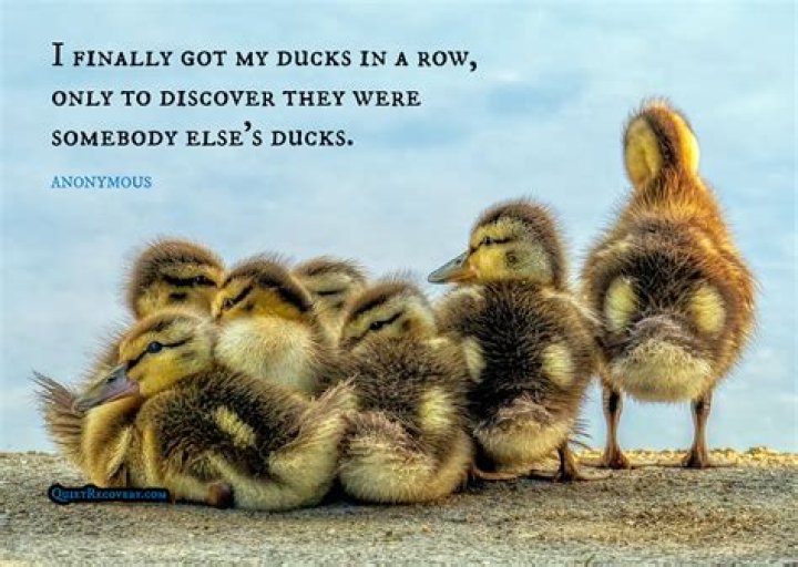 What is the saying about ducks?