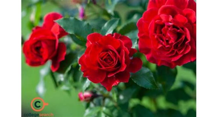 What is the scientific name of Rose?