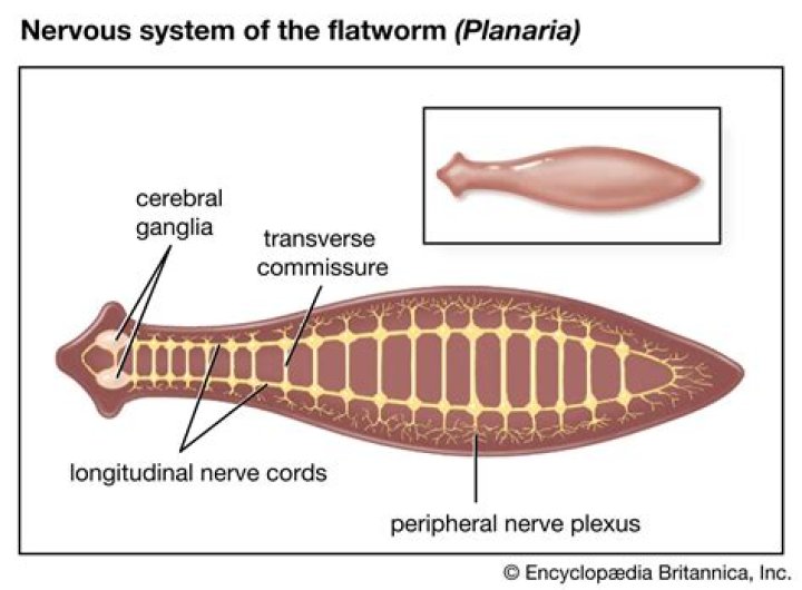 What is the structure of Planaria?