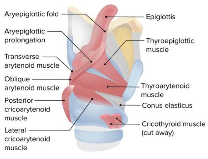 What is the Thyroarytenoid muscle?