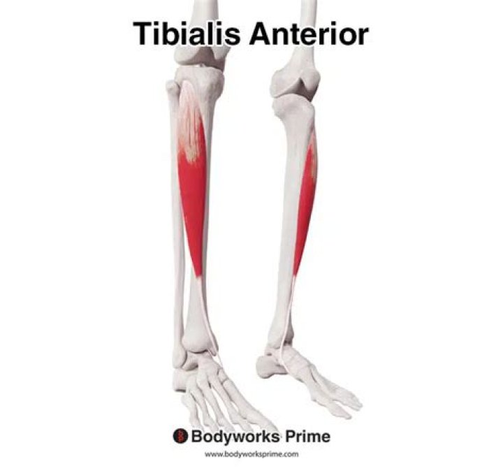 What is the tibialis anterior?