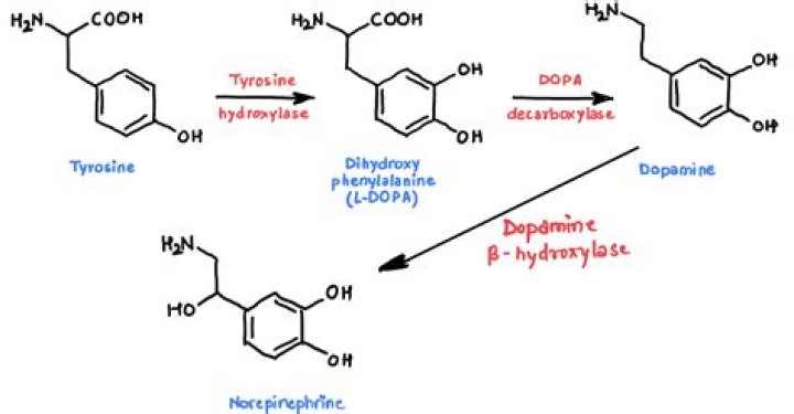 What is the tryptophan fluorescence?