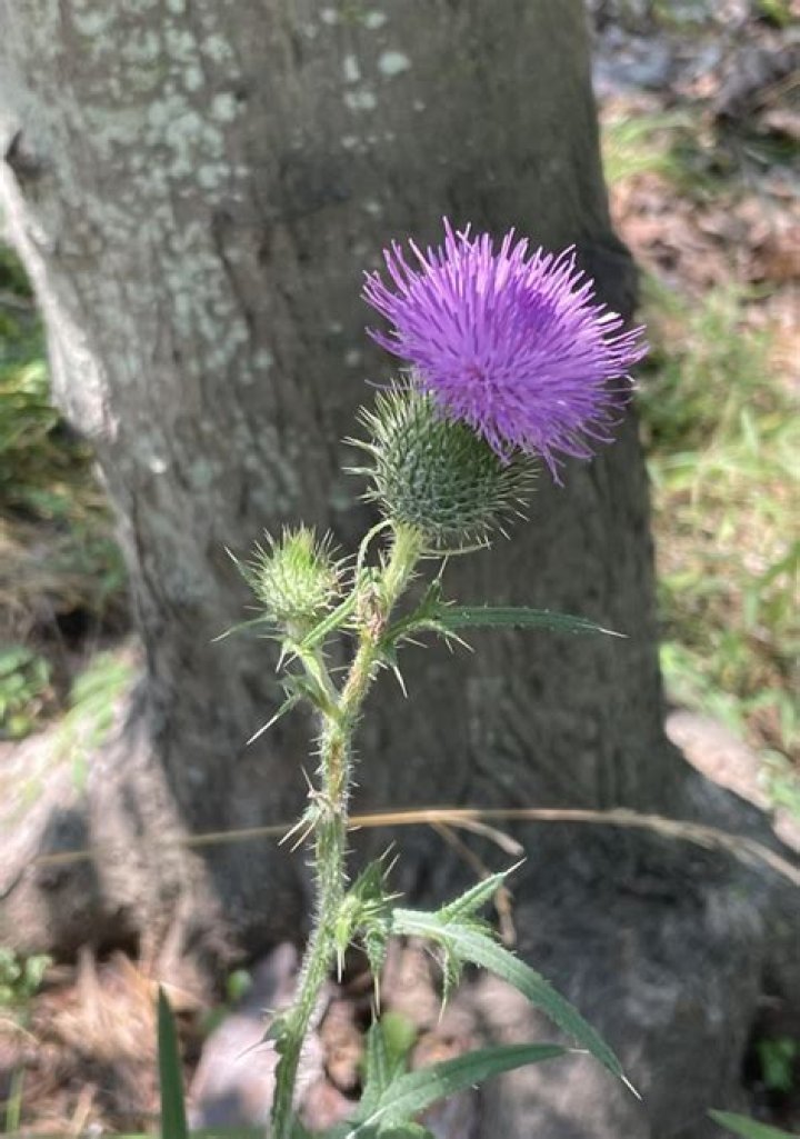 What is Thistledown used for?