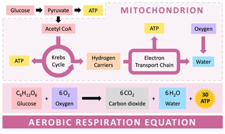 What is VA in respiration?