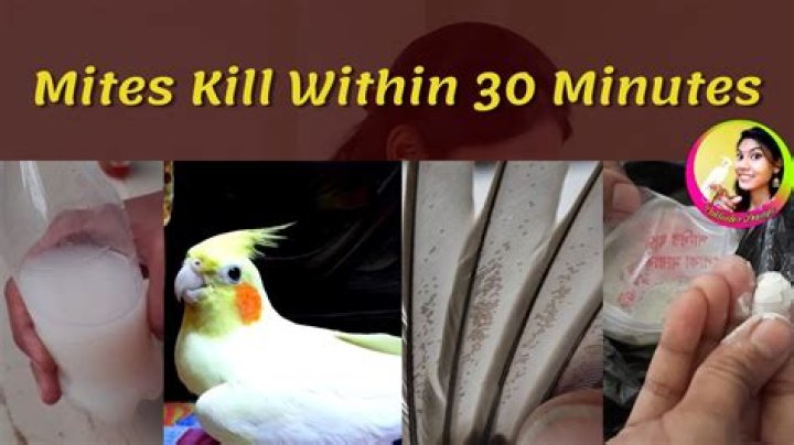 What kills bird mites instantly?