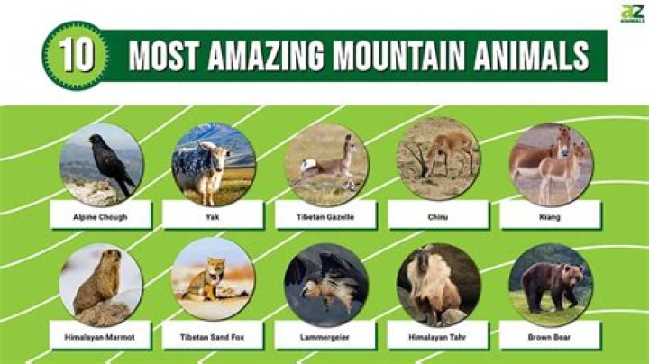 What kind of animals live in mountains and basins?