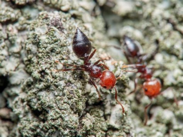 What kind of ant is large red and black?