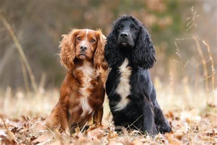 What kind of birds do cocker spaniels hunt?