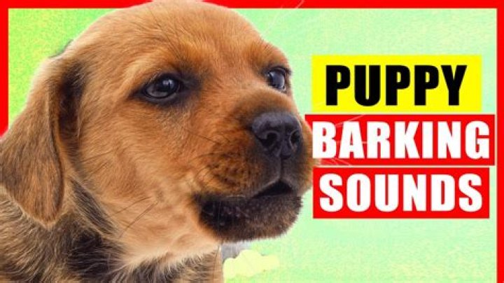 What kind of frog makes a barking sound?