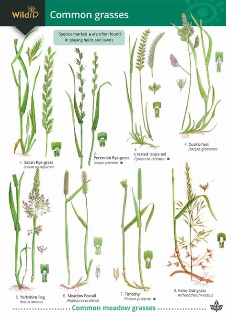 What kind of grass is most common?