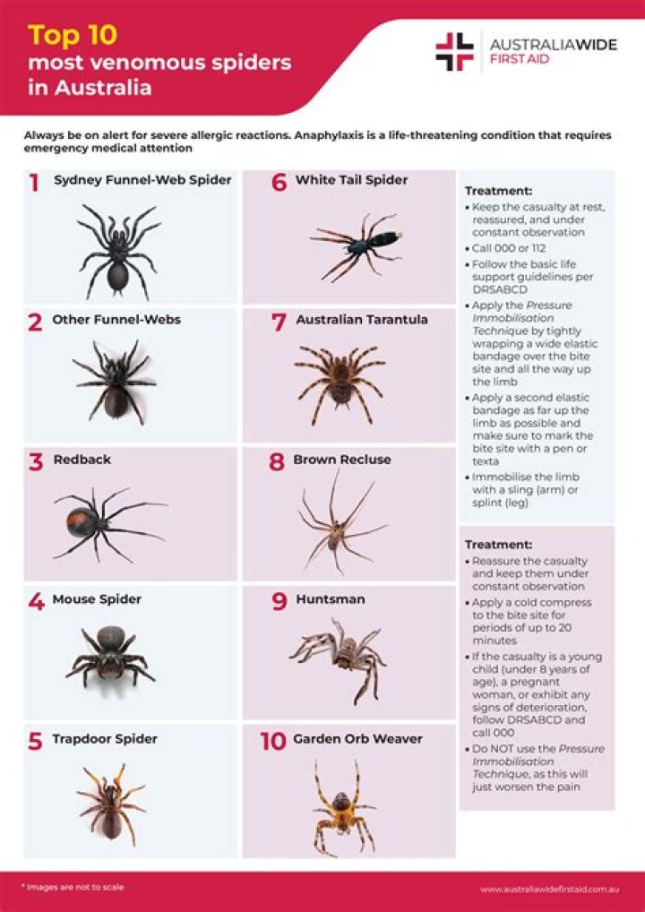 What kind of spiders are in Tanzania?