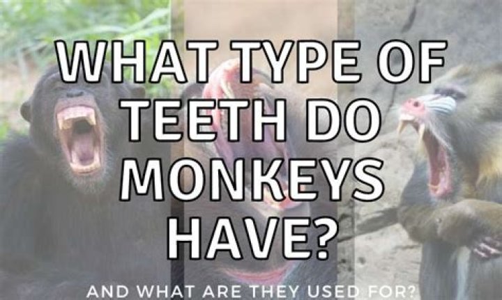 What kind of teeth do monkeys have?