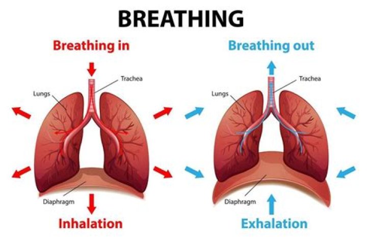 What mechanisms are involved in breathing?